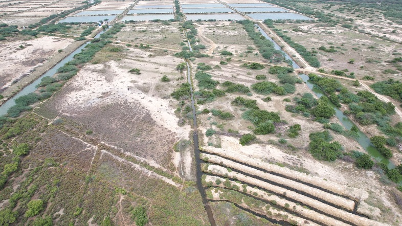 Mangroves at Pulicat 2