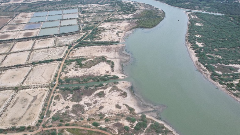 Mangroves at Pulicat 3